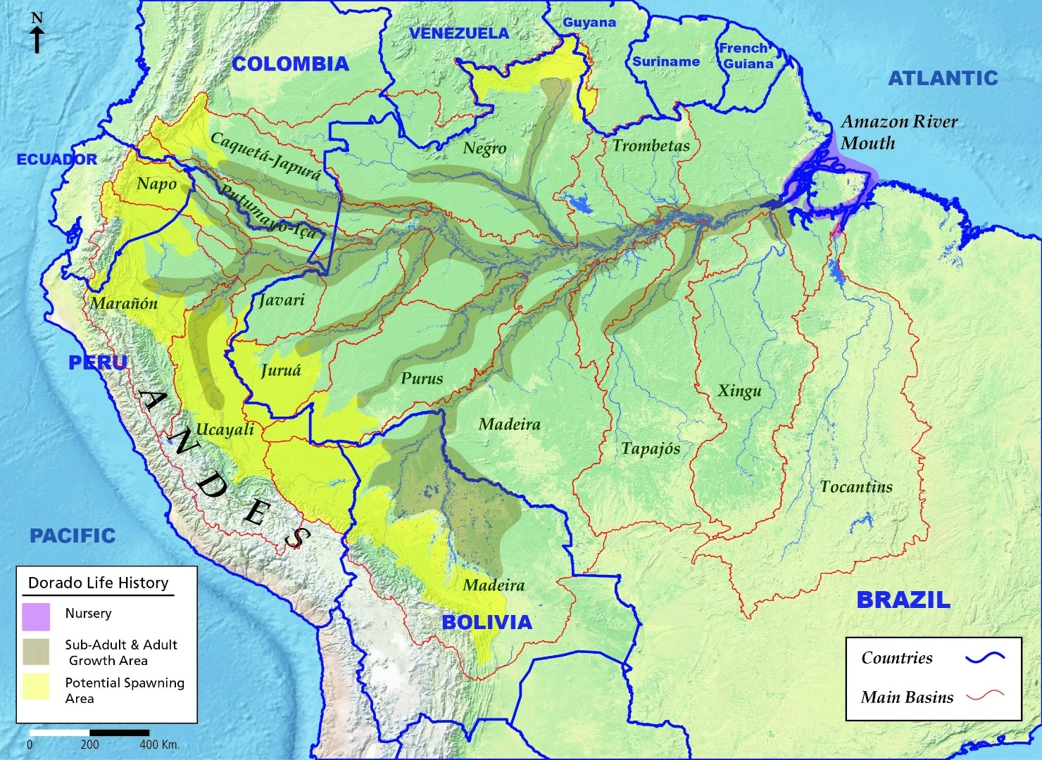 The route taken by the Dorado catfish during its migration through the Amazon River basin