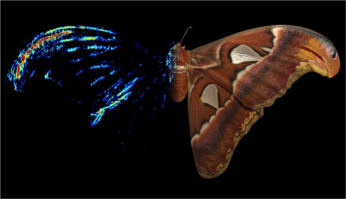 A composite image of the Atlas moth, with a photograph on the right and acoustic tomography on the left – the color indicates the echo strength