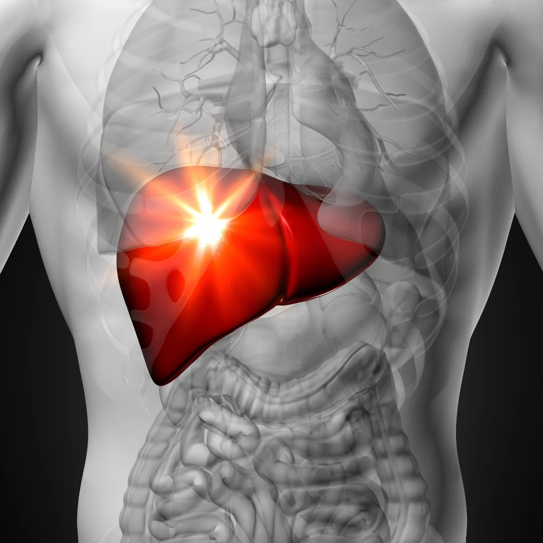 A new cell, found in adult human livers, is like a fetal stem cell, with the capacity to develop into mature liver cells and regenerate damaged cells in the organ