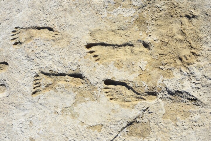 Fossilized human footprints in White Sands National Park may represent the oldest evidence of humans in North America