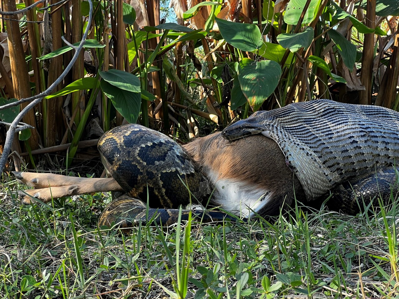 The smallest Burmese python caught in the new study was busy eating a deer. The snake measured 15 ft (4.6 m) long, and the deer weighed 77 lb (35 kg)