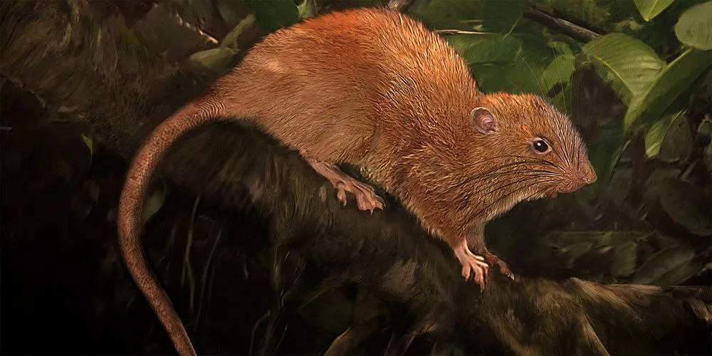 An artist's rendition of the recently discovered species Vangunu giant rat (Uromys vika),