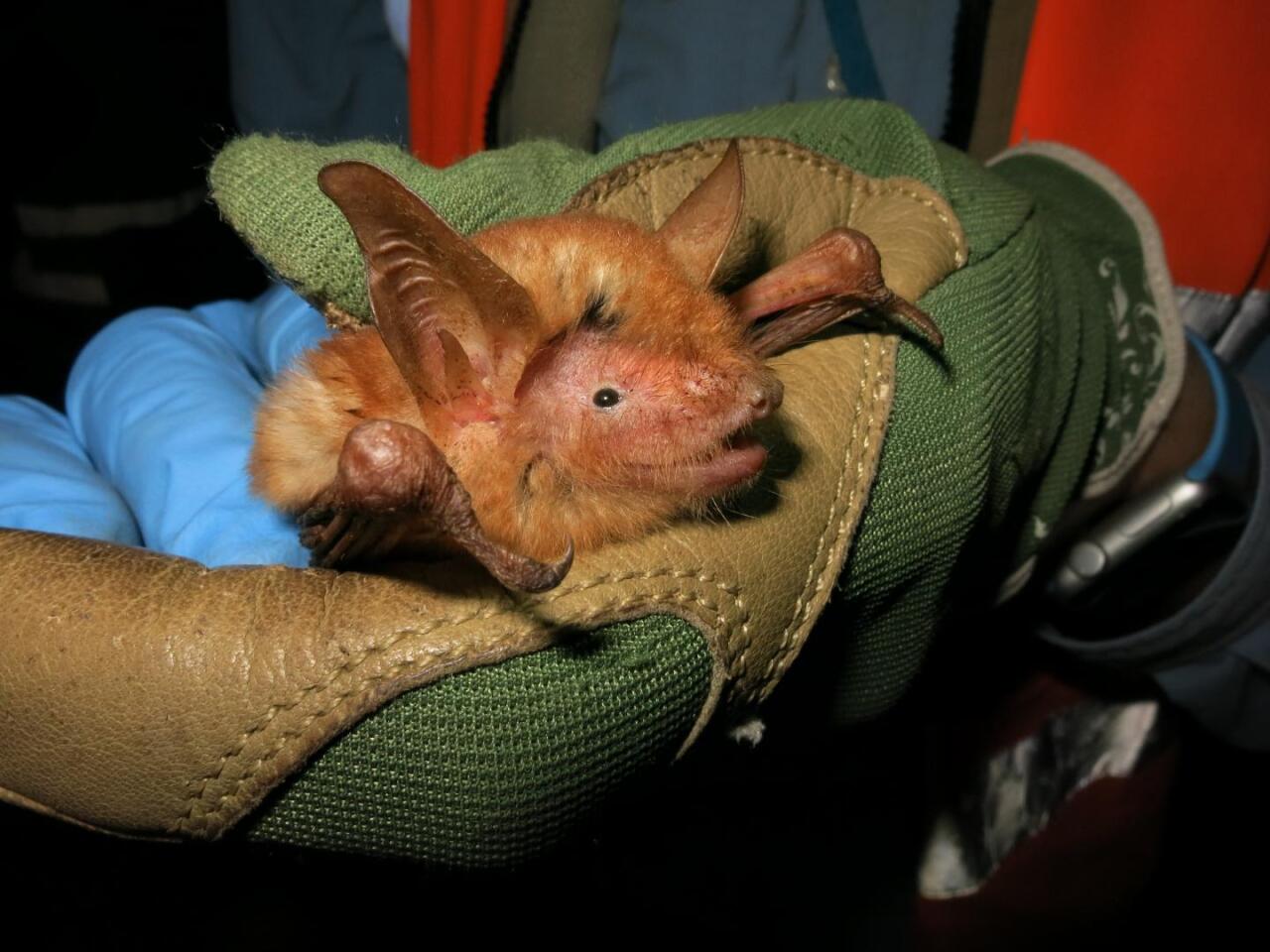 A photograph of the new bat species found in the Nimba Mountains