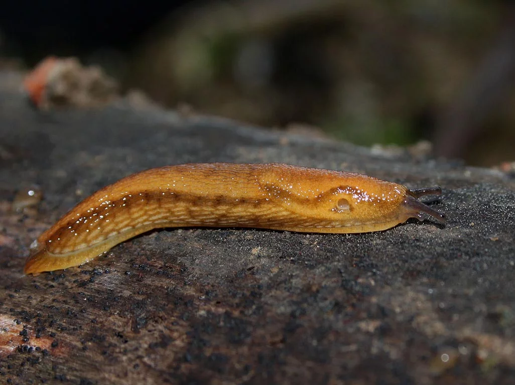 The Dusky Arion slug, secreter extraordinaire of sticky mucus