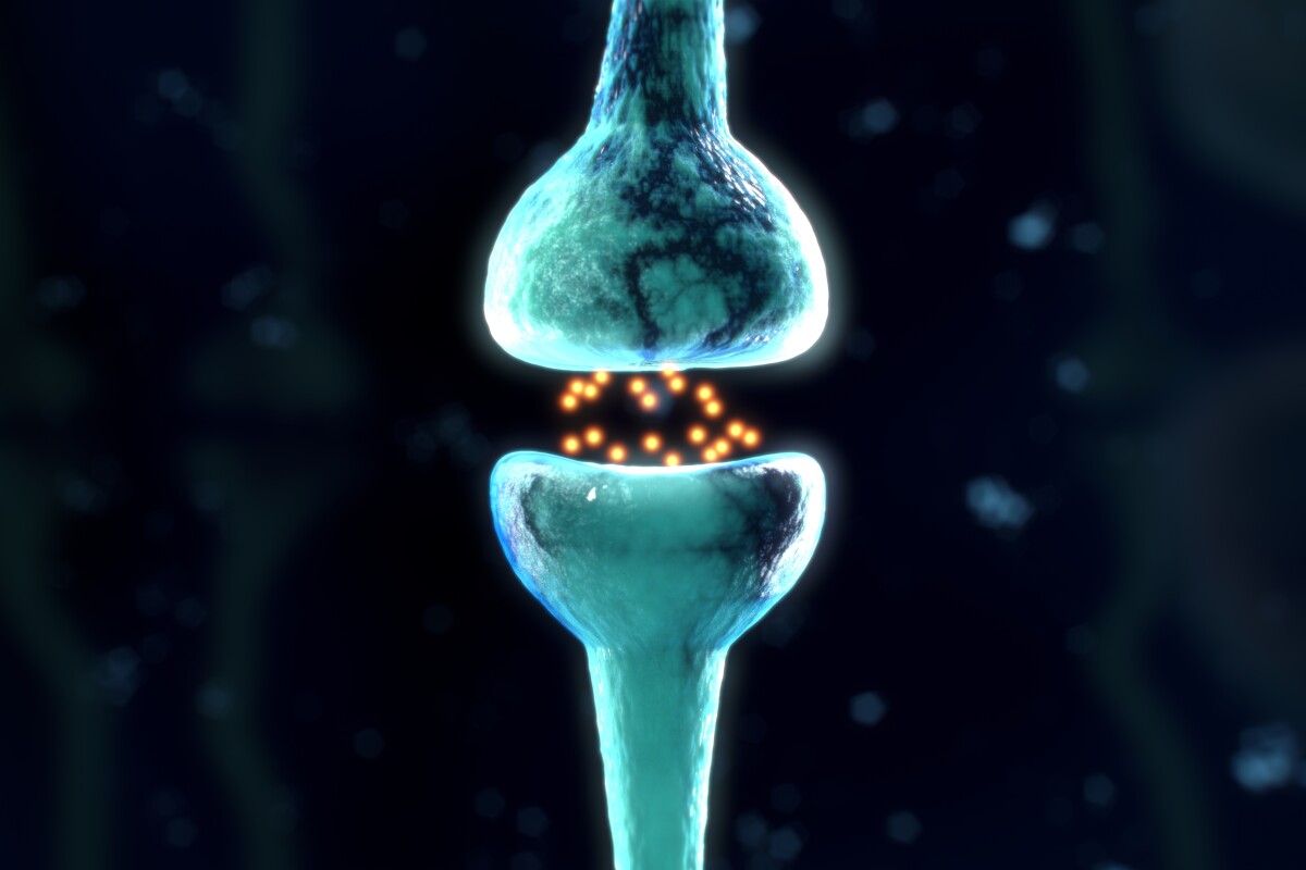 Researchers have uncovered a signaling pathway that could be targeted to prevent the synapse degeneration seen in Alzheimer's disease