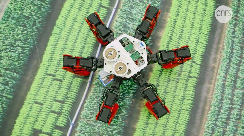 It is now hoped that descendants of the 2.3-kg (5-lb) AntBot could someday be used to autonomously traverse rough terrain such as disaster sites, in environments where GPS is unavailable or impractical
