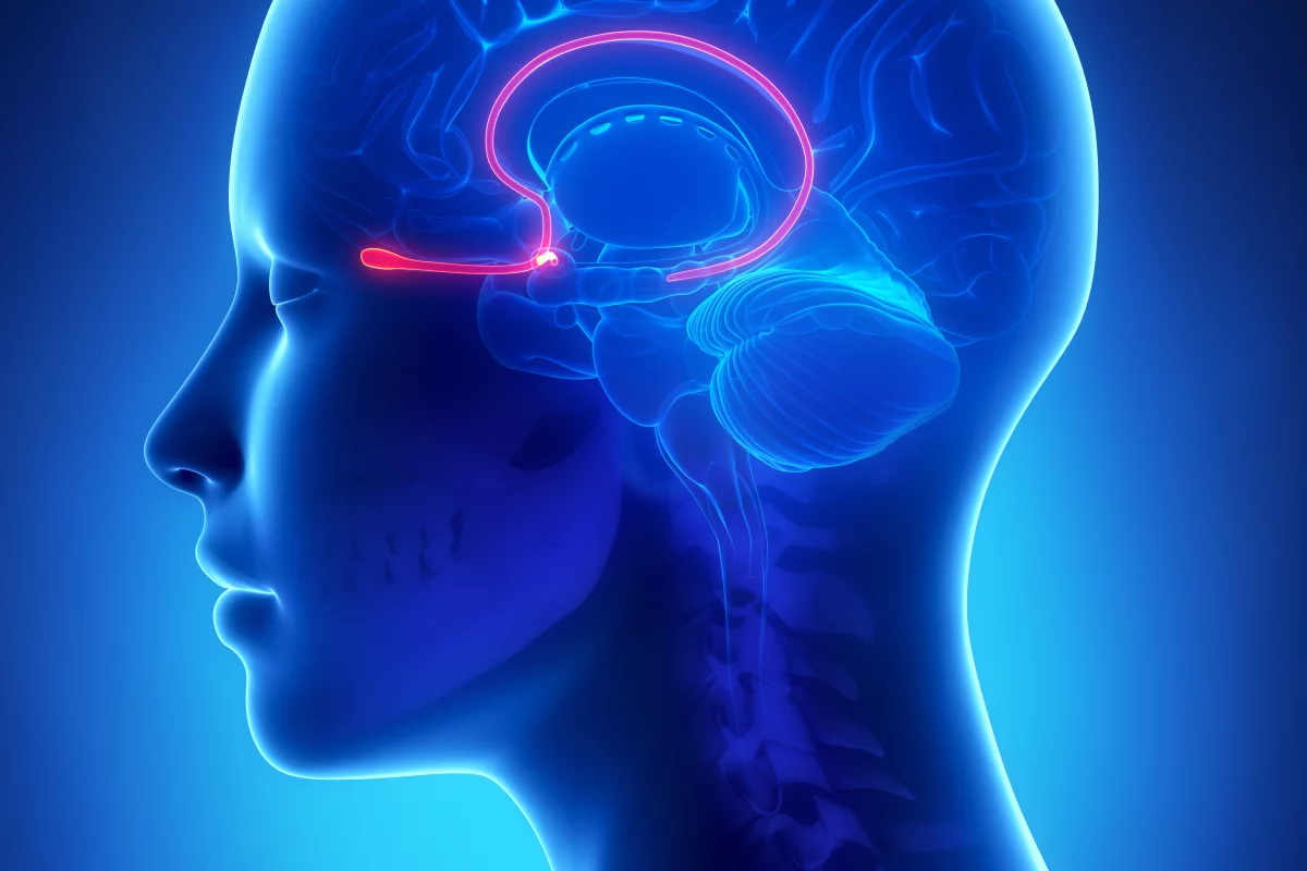 The study involved stimulation of the olfactory bulb, depicted here as the bulb visible behind the eye