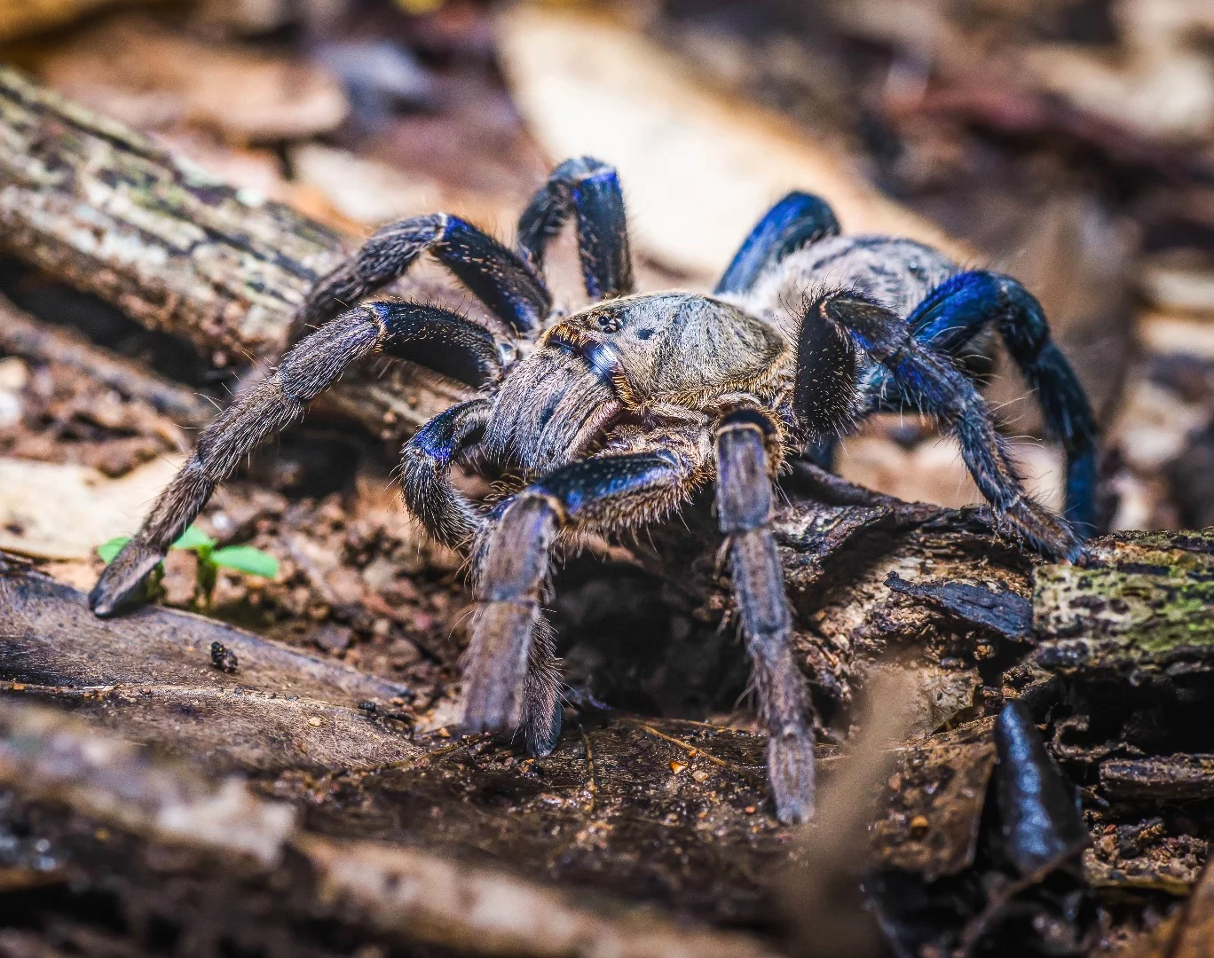 The cobalt blue tarantula, Haplopelma lividum