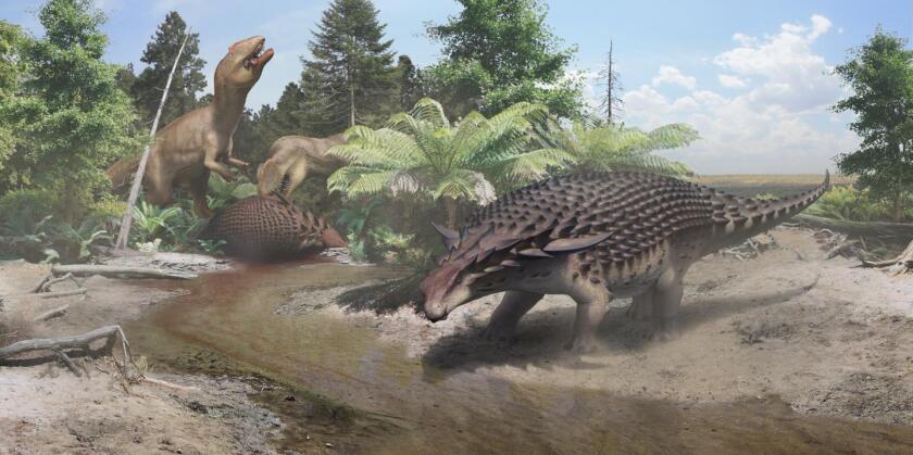 An artist's impression of the Borealopelta markmitchelli, which new evidence suggests was heavily preyed upon by predators 110 million years ago