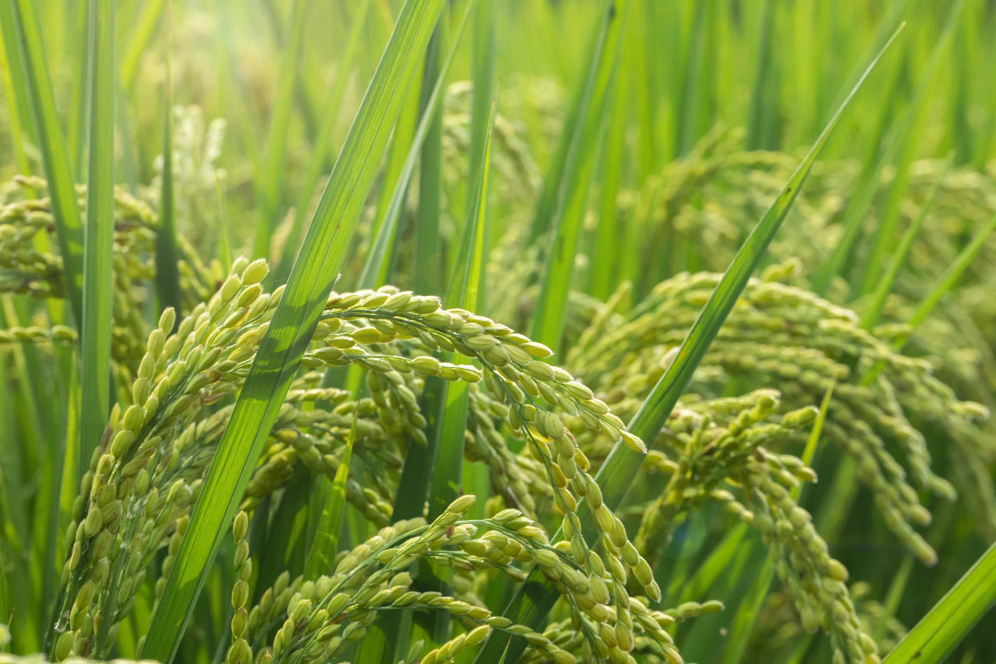 Plants with the altered microbiome proved to be more resistant to harmful bacteria