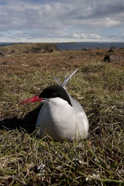 An Arctic tern at its nest in West Greenland