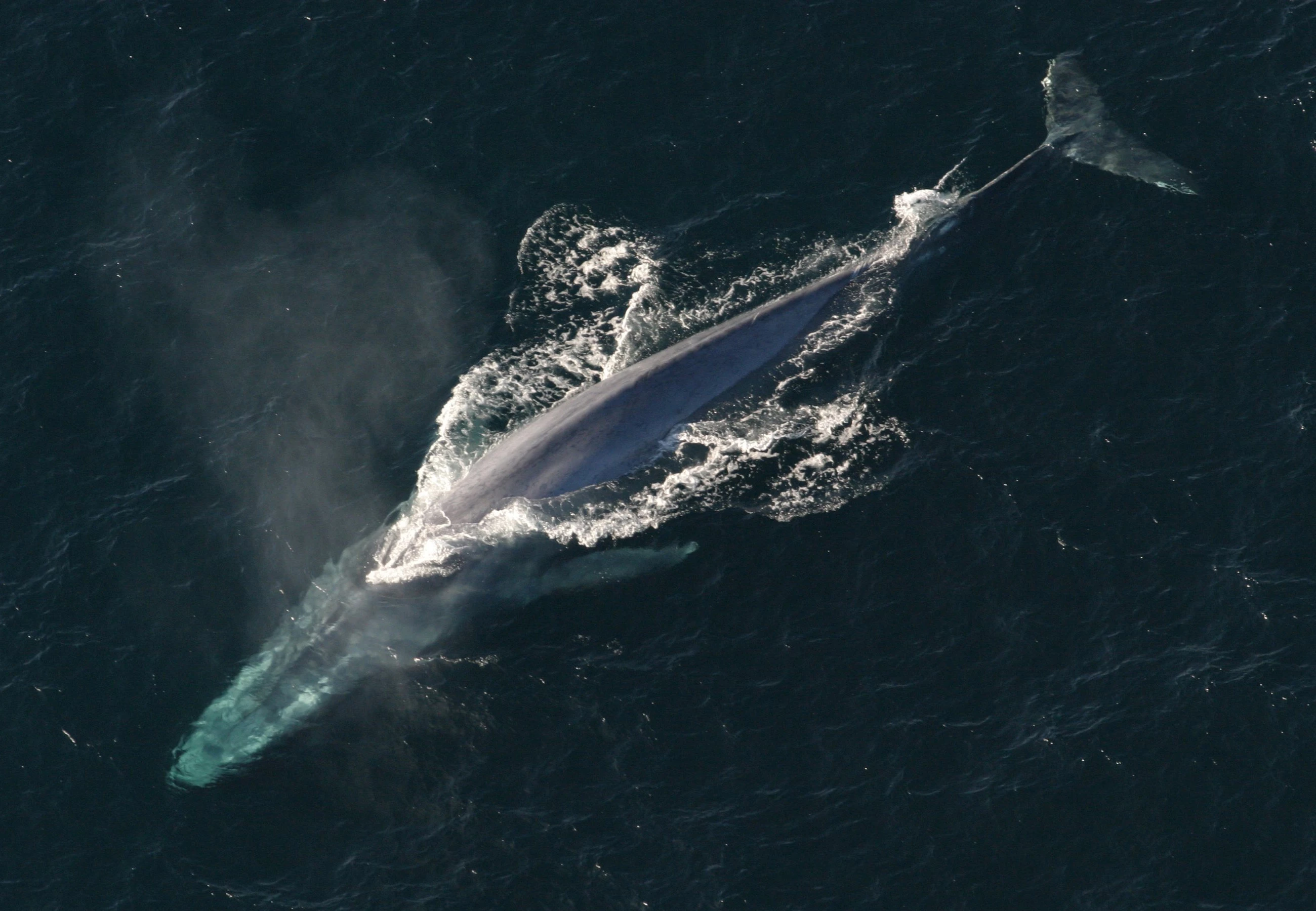 Scientists have captured the first ever heart rate data of a blue whale