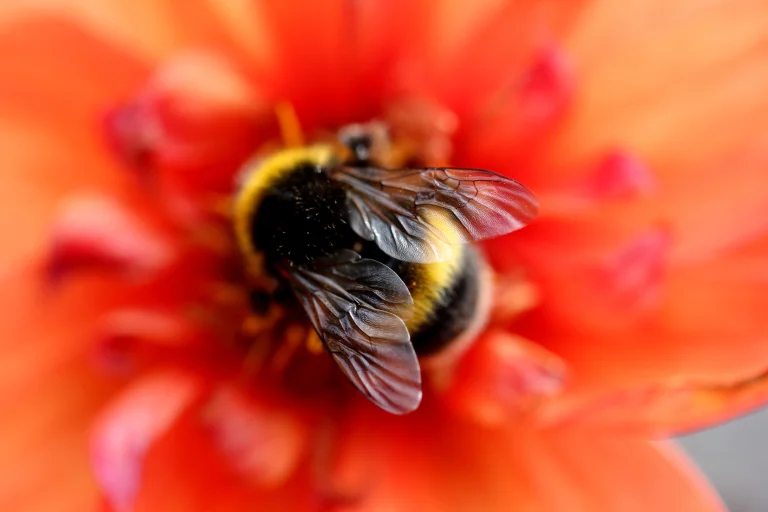 Bumblebees show surprising problem-solving skills