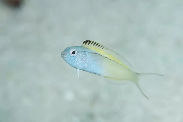 Like scotch bonnet peppers, the venomous fang blenny proves once again that size isn't everything