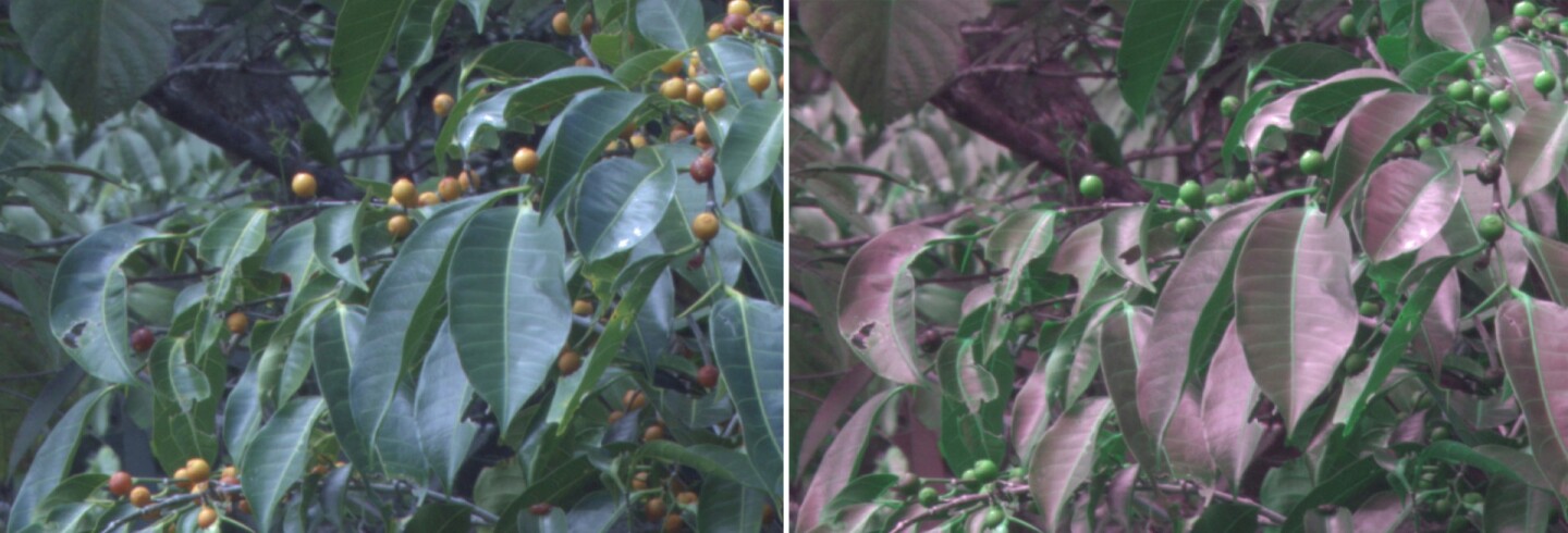 Photos taken with (right) and without the simulated bird visual system