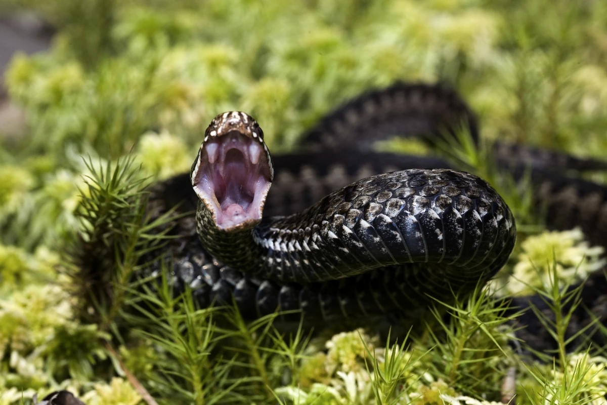 A new nanogel could make for a better snake antivenom, by sequestering the toxins within the bloodstream