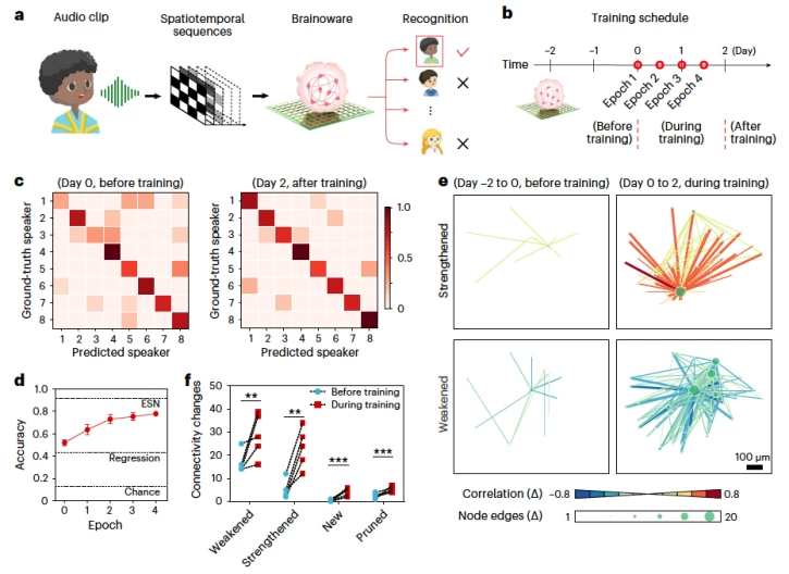 Cyborg computer with living brain organoid aces machine learning tests