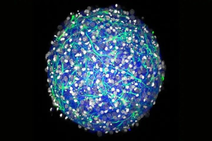 Mini-brains, like these developed at Brown University, are accurate and cost-effective neural models, and now Brazilian scientists have used them to map the physical effects of the psychedelic drug, DMT