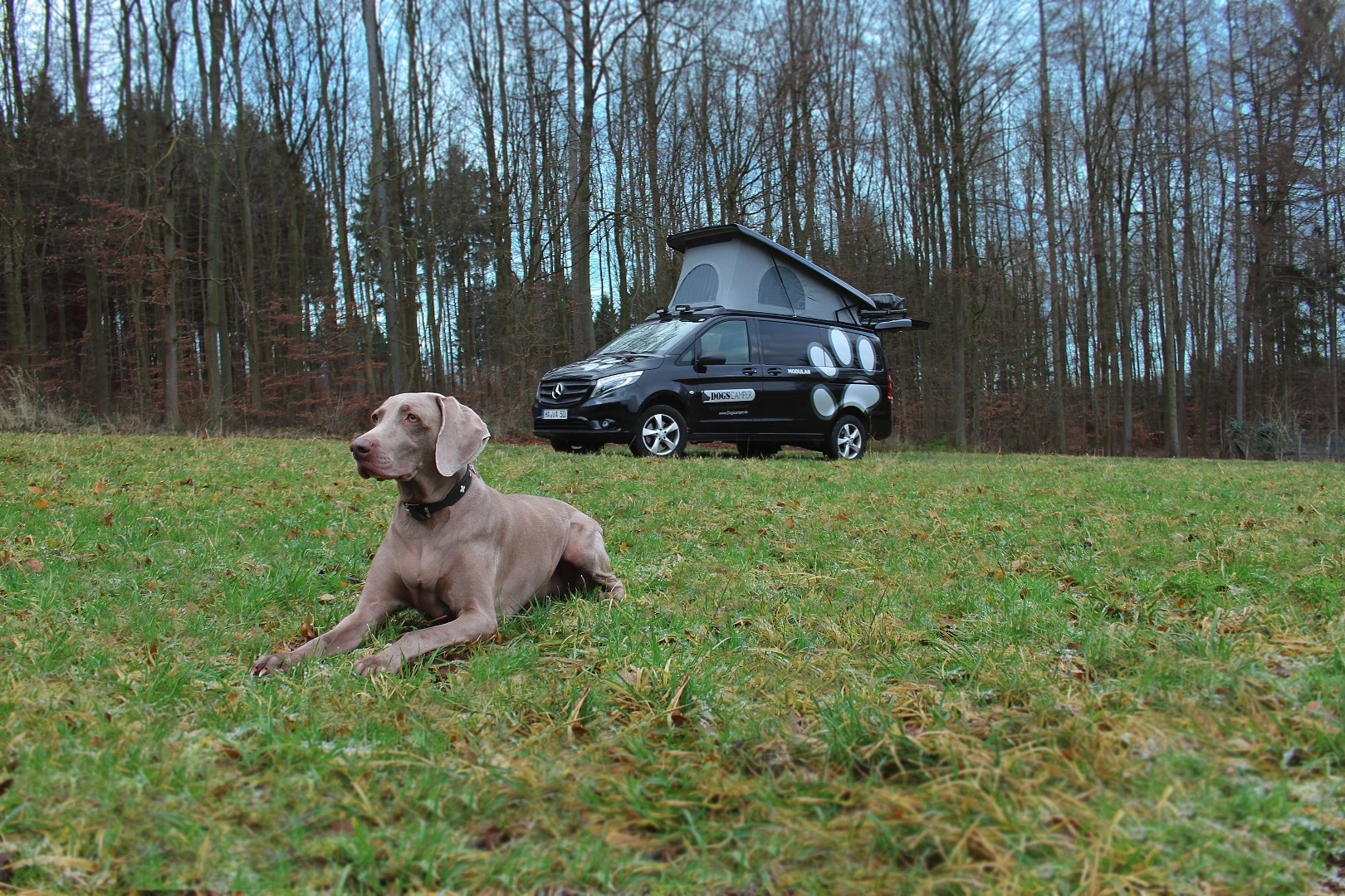 At camp with Dogscamper