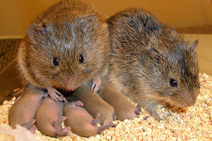 Since they mate for life, prairie voles make great test subjects to study monogamy and pair bonding