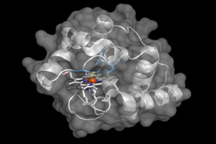 The molecular structure of an engineered enzyme that allows bacteria to build compounds containing boron-carbon bonds, which no known life form was able to do previously