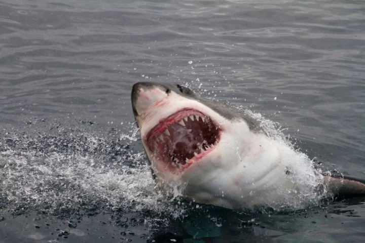 The teeth of the great white and other mackerel sharks are unique, in that they only have one type of dentine