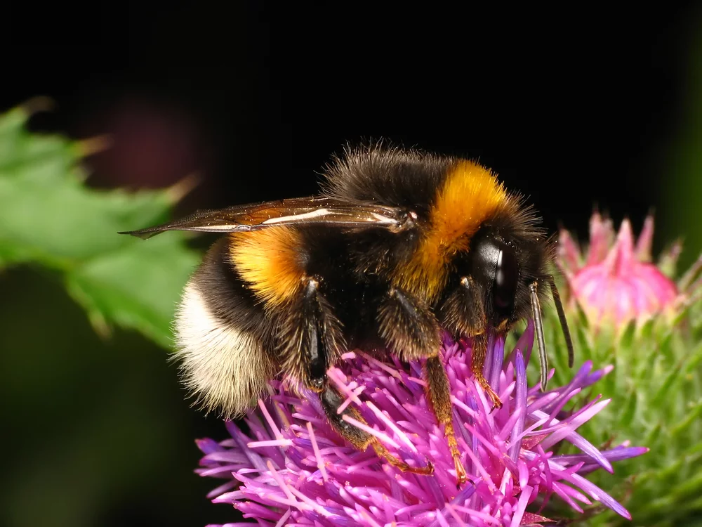 Studying the behavior of bees might lead to better, much more flexible ways to deal with problems ranging from building faster computer networks to creating more powerful microchips (Photo: Shutterstock)