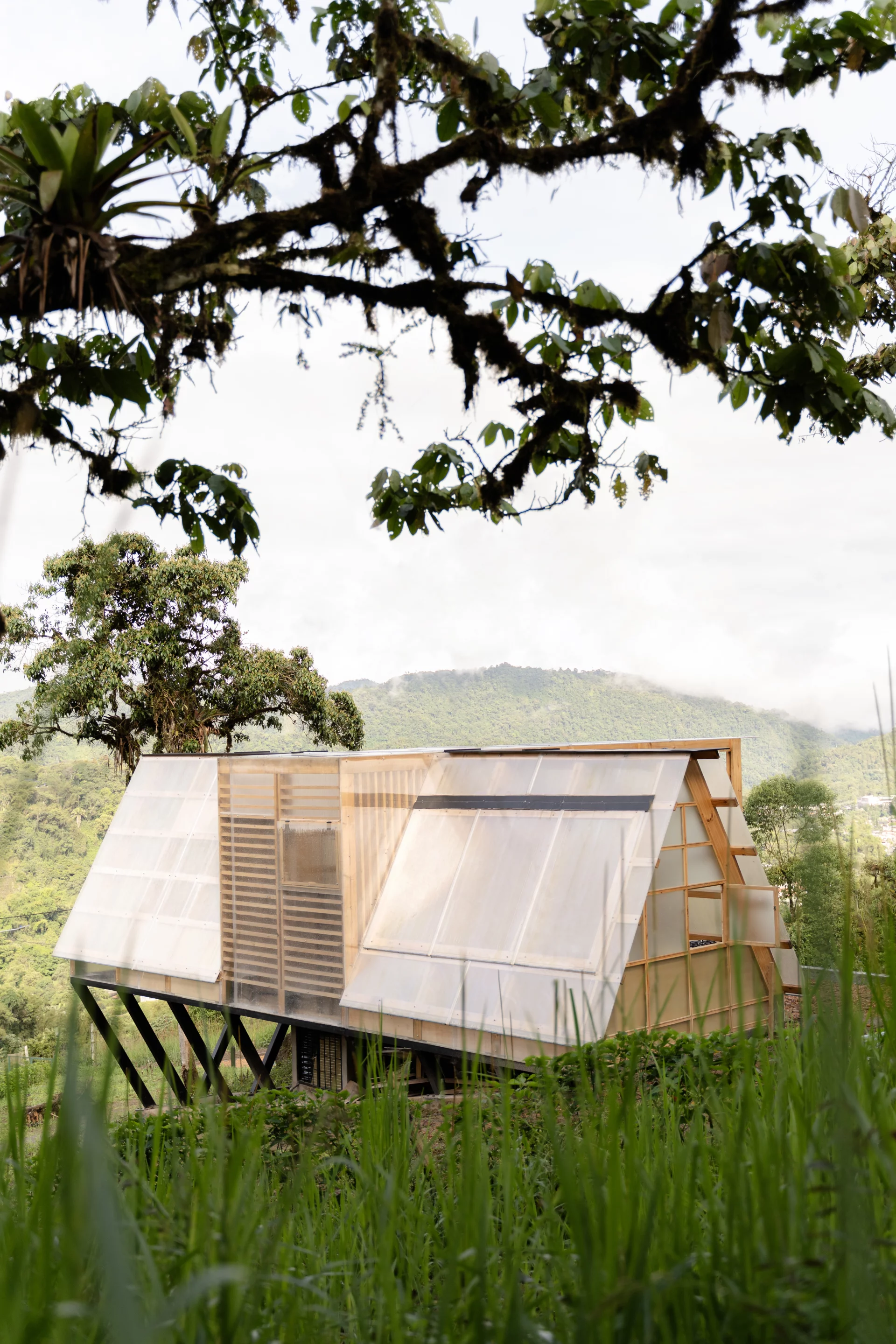The translucent skin softens the line between indoor living and the surrounding forest canopy