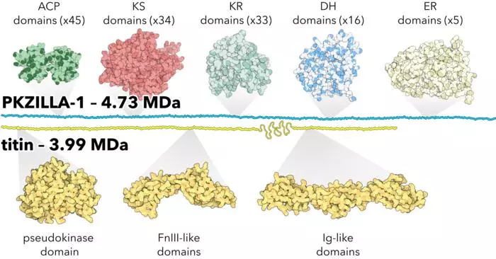 A diagram comparing PKZILLA-1 – the world's largest known protein – to the previous record-holder, titin
