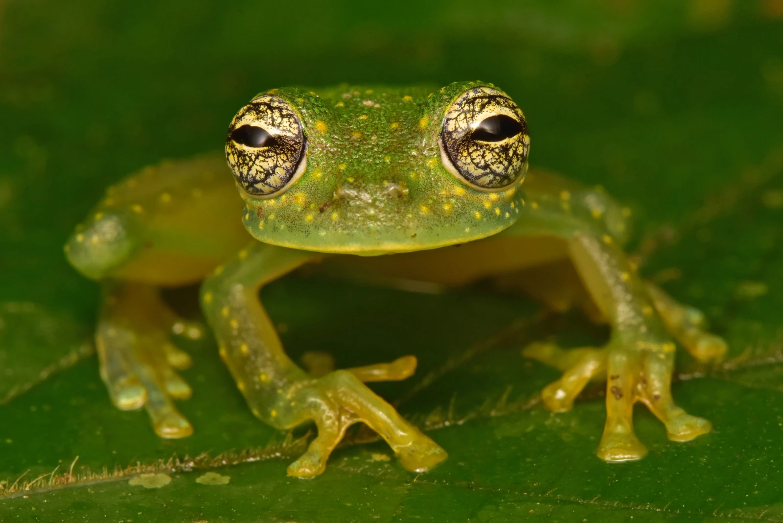 This glass frog indicates that the waters of the White City are pristine