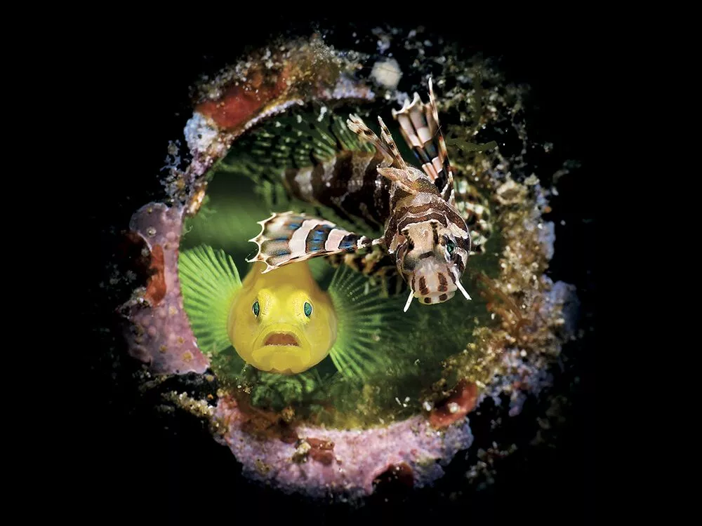 3rd Place - Compact. Anilao, Philippines. A juvenile lionfish with a surprised lemon goby