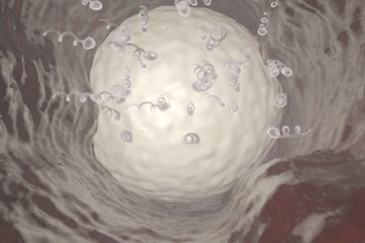 Vasalgel, a potential male contraceptive, has aced its trials in monkeys