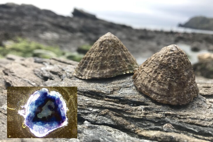 Scientists have recreated the incredible strength of limpet teeth in the lab for the first time