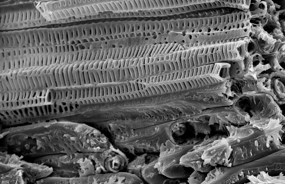 Future buildings may be tough as coconuts