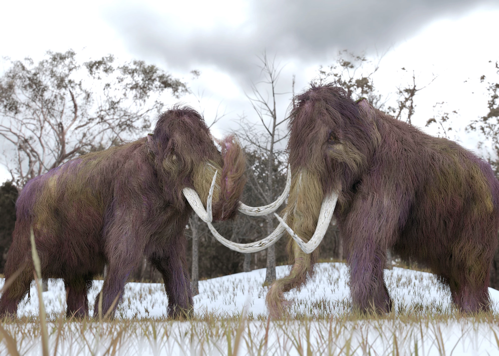 Researchers have resurrected woolly mammoth genes from the last surviving population and tested their viability