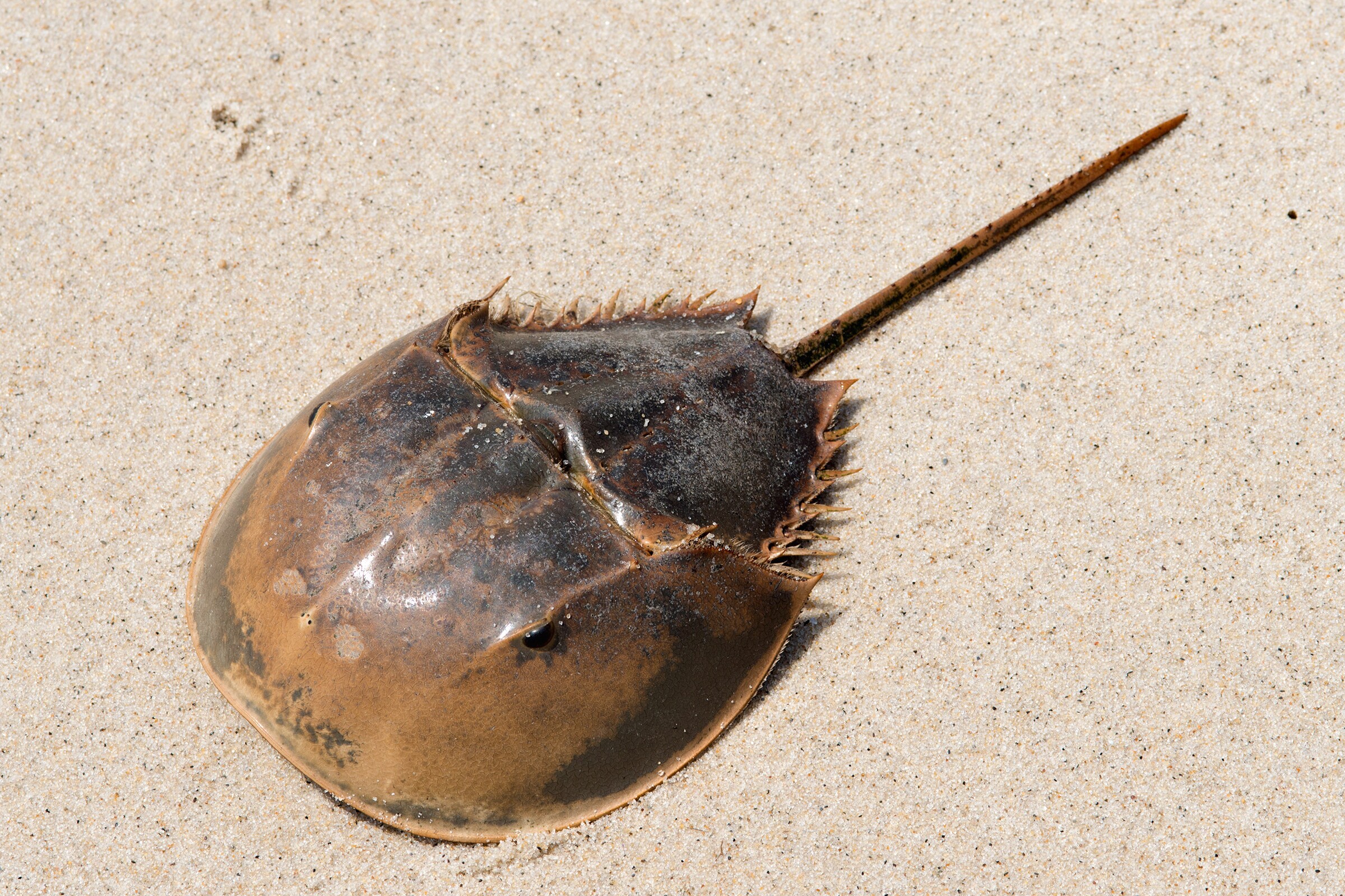 Farmed horseshoe crabs could help fight sepsis Horseshoe Crab Farmed horseshoe crabs could help fight sepsis