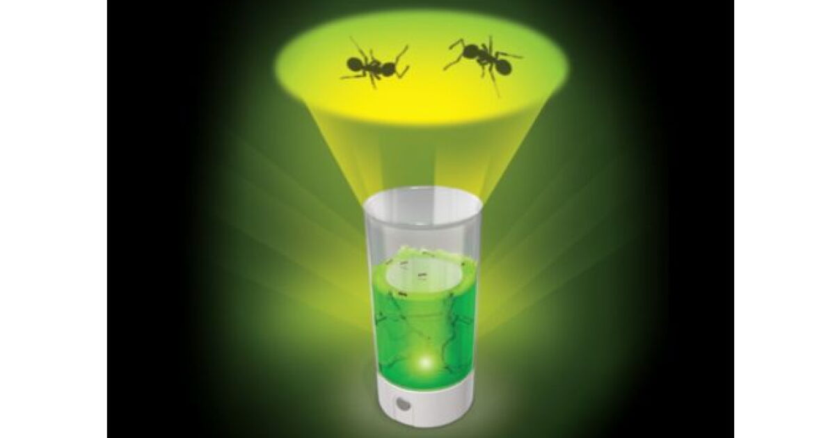 Ant Ranch Scam Ant Farm Revolution - no ants in the pants, but plenty on the ceiling