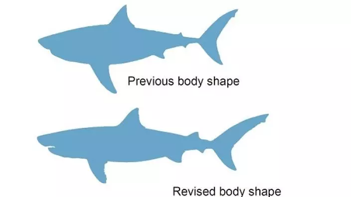 Illustrations of the megalodon's former and revised body shape and size