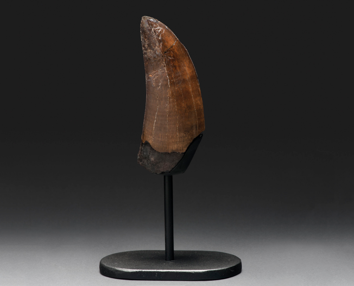 Tyrannosaurus-Rex Tooth | Price: $17,457 (£13,750) | Auction Link | The aptly named Tyrannosaurus rex (the name means "tyrant lizard king") is the most iconic of dinosaurs, with a reputation considerably enhanced by a starring role in Michael Crichton's best-selling 1990 novel Jurassic Park, Steven Spielberg's 1993 box office blockbuster Jurassic Park, and one of the best known media franchises ever created. This 3-inch tooth from a T-rex was found in Montana's Hell Creek Formation, and such is the power of media and the immutable laws of supply and demand, it fetched more at auction than even the most generous tooth fairy might have considered.