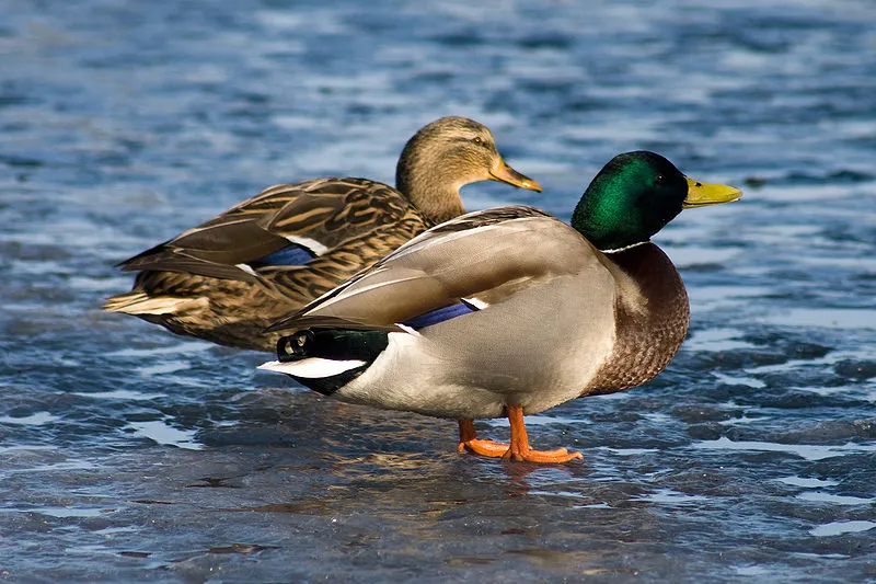 Researchers in North America are developing a novel way to study the "evolutionary arms race" that is duck mating
