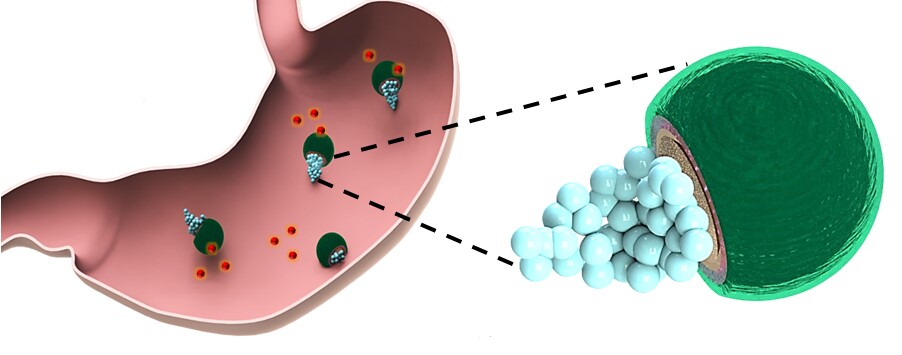 The micromotors keep drugs protected until the stomach environment is altered sufficiently for their safe release