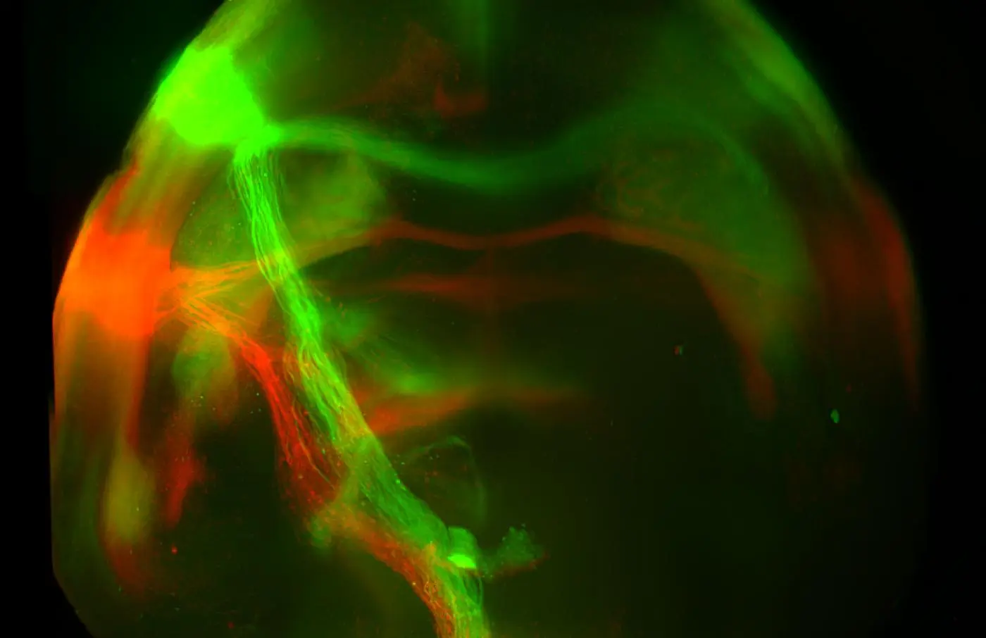 Neural projections from the sweet (green) and bitter (red) pathways terminate at distinct targets in the amygdala in the brains of mice