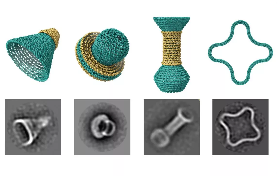 Top row: 3D models of various rounded shapes. Bottom row: Electron microscope images of those same shapes made with DNA