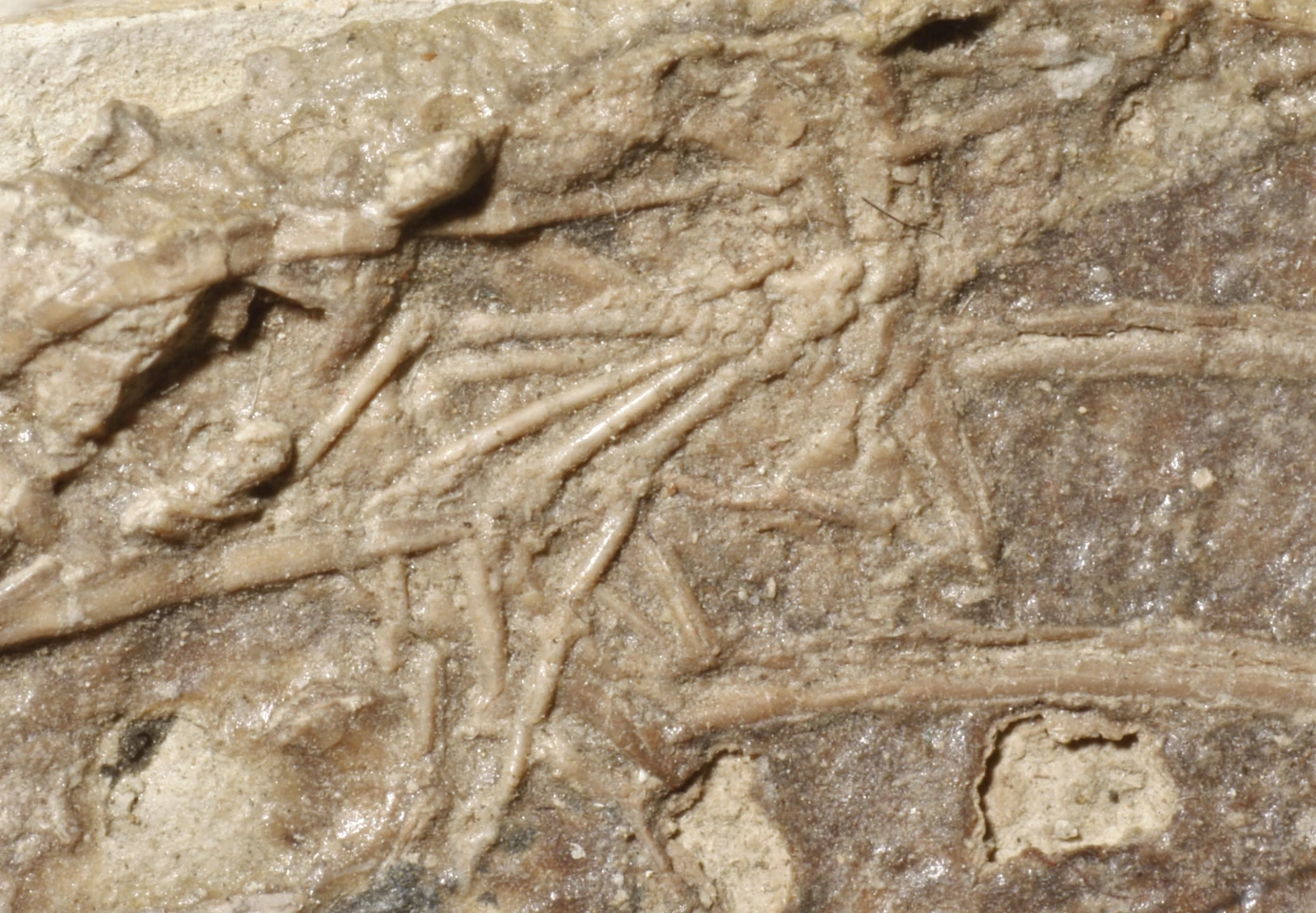 The fossilized foot (middle) is about 1 cm (0.4 inches) in length