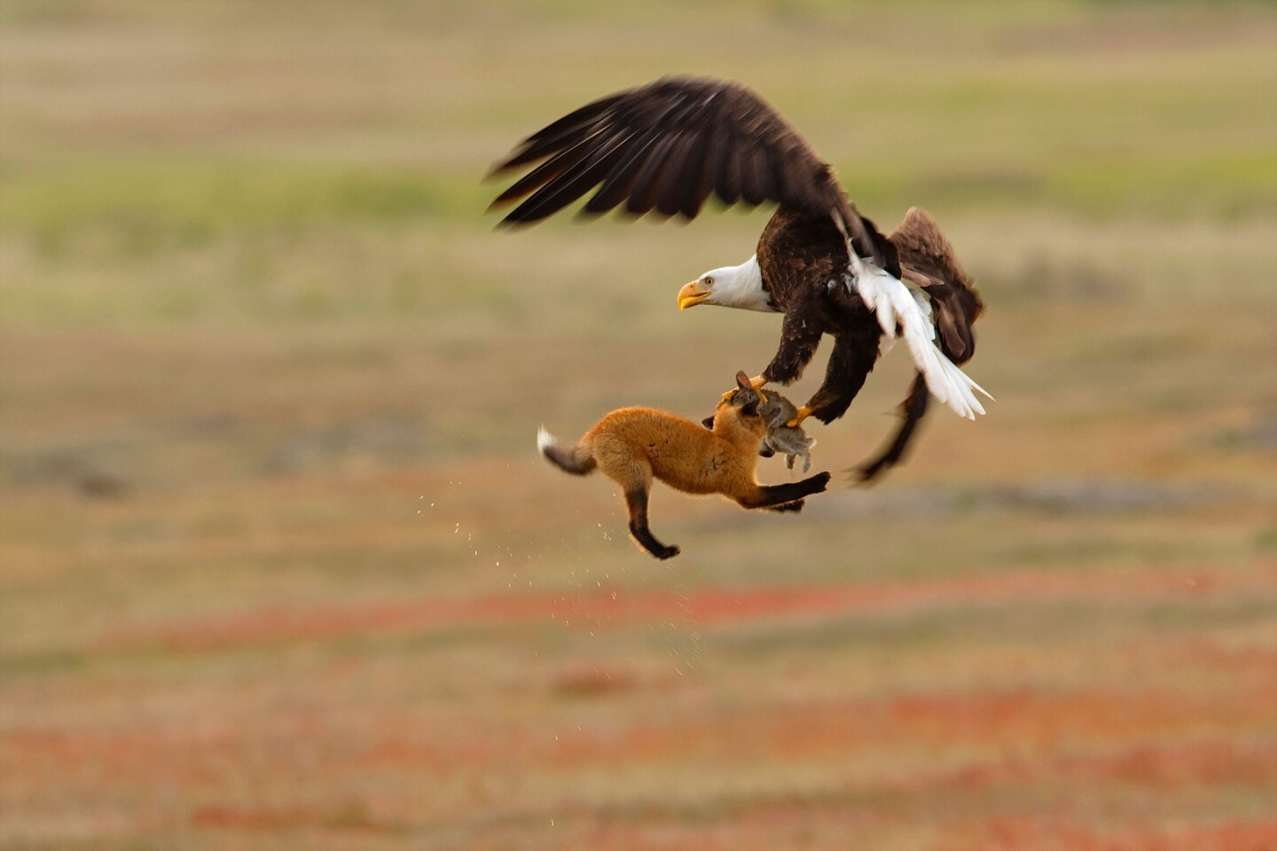 Honorable Mention winner in the professional category, Bald Eagle and red fox, captured an eagle attempting to steal a kit fox's lunch, and ends up stealing the fox as well
