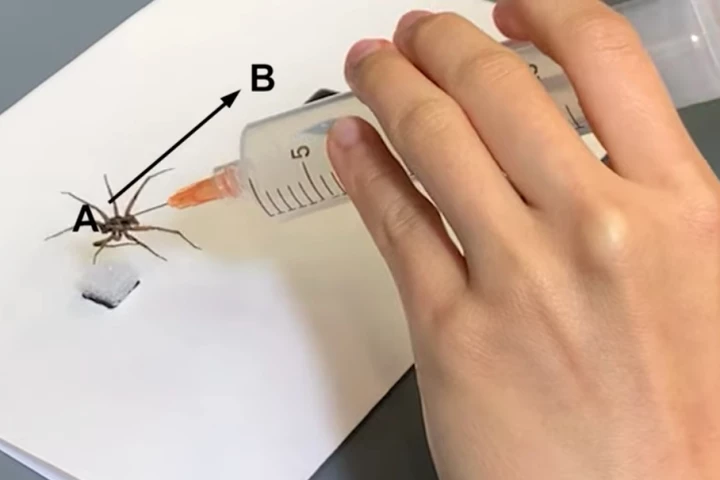 One of the spider-based "necrobotic grippers" is used to grasp and carry an object from one point to another