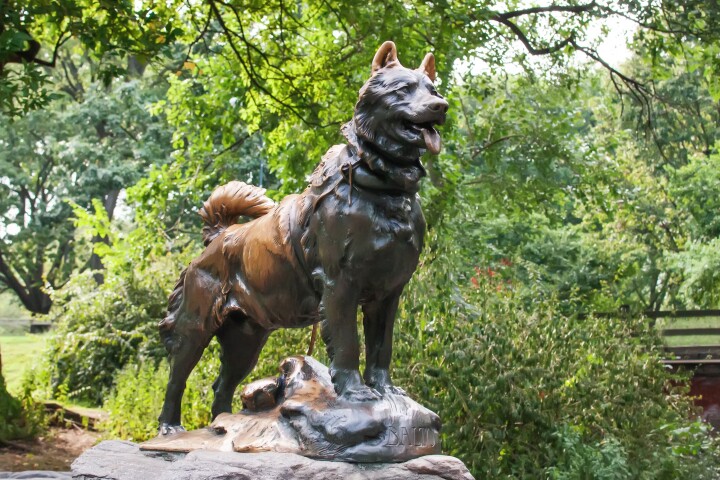 Balto's statue in Central Park, New York. His genome is particularly interesting, as he lived before the onset of intensive selective breeding in dog breeds