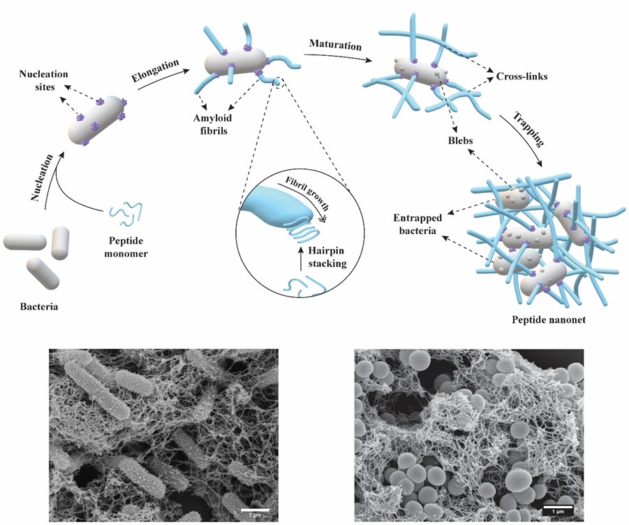 A diagram illustrating how the peptide nanonets form and trap bacteria