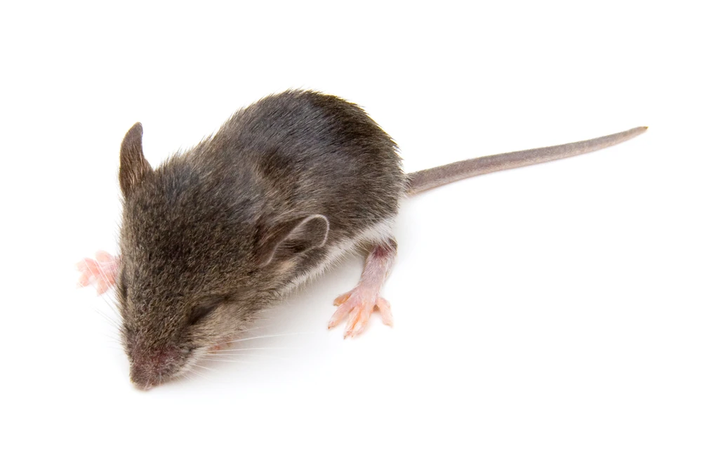 Researchers at Stanford University have successfully alleviated PTSD in sleeping mice (Photo: Melinda Fawver/Shutterstock)