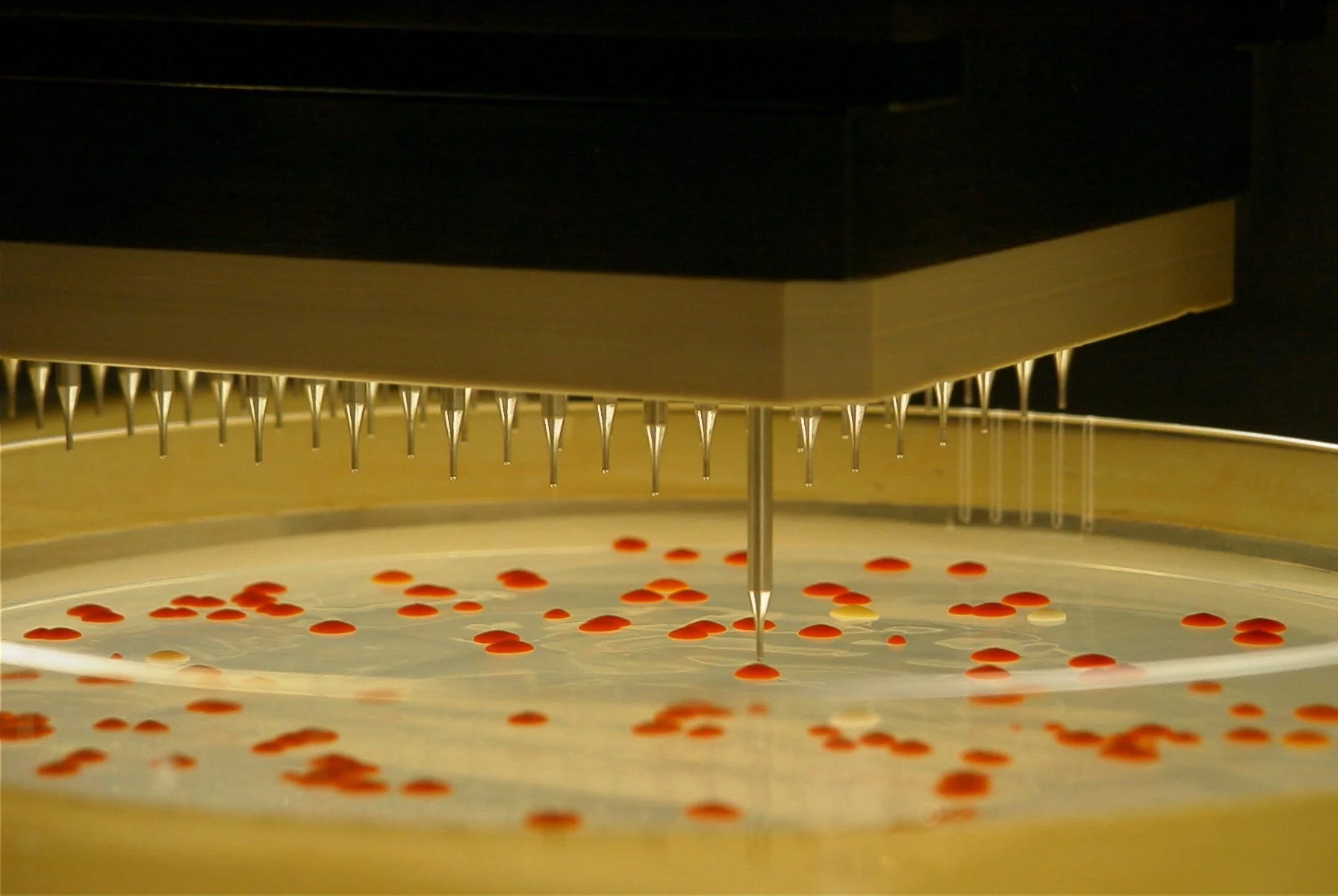 Robotic picking and handling of sarcinaxanthin-producing bacteria isolated in Trondheim fjord (Photo: Credit Geir Klinkenberg, SINTEF)